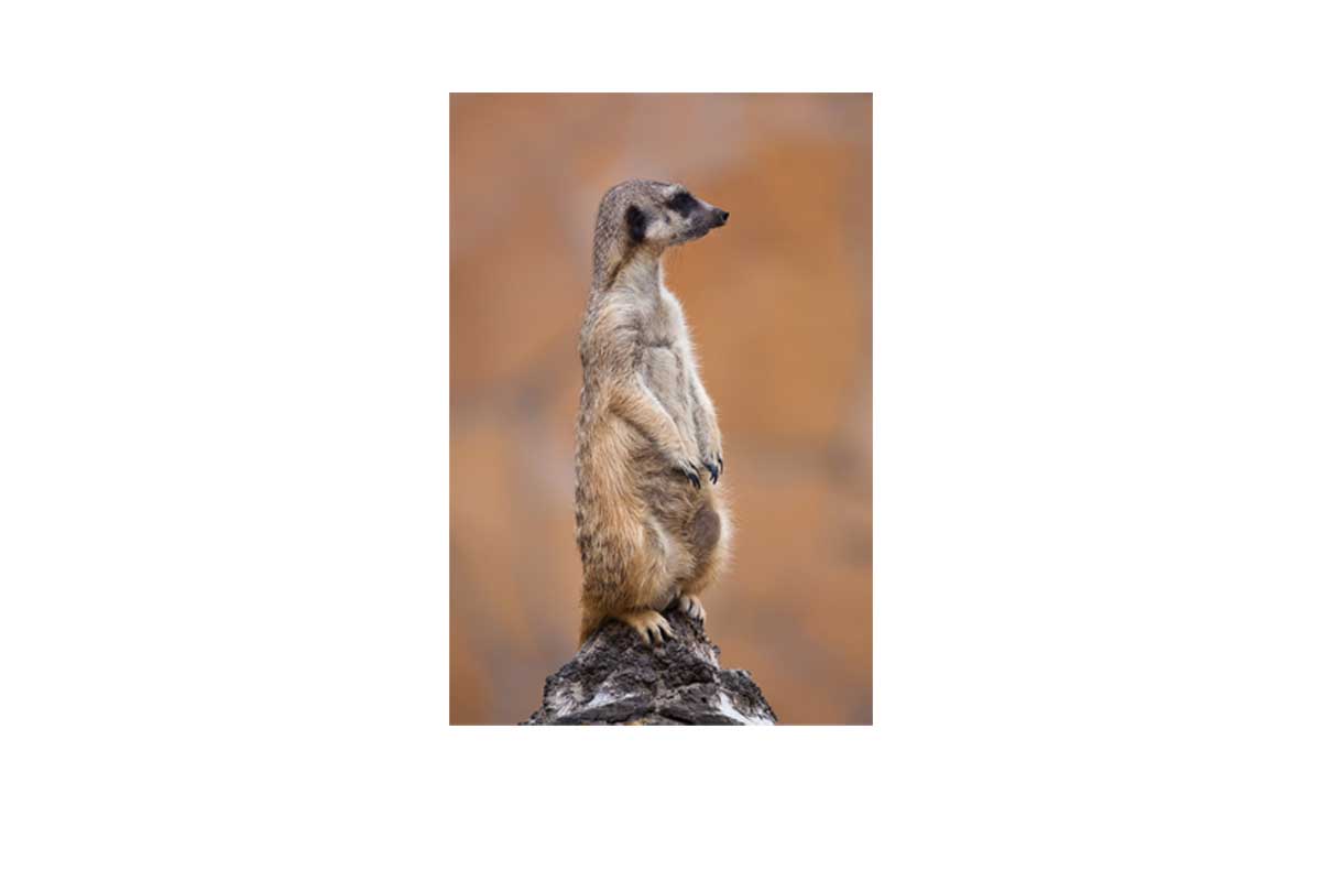 Meerkat | Canvas Wall Art Print - Final Touch Decor