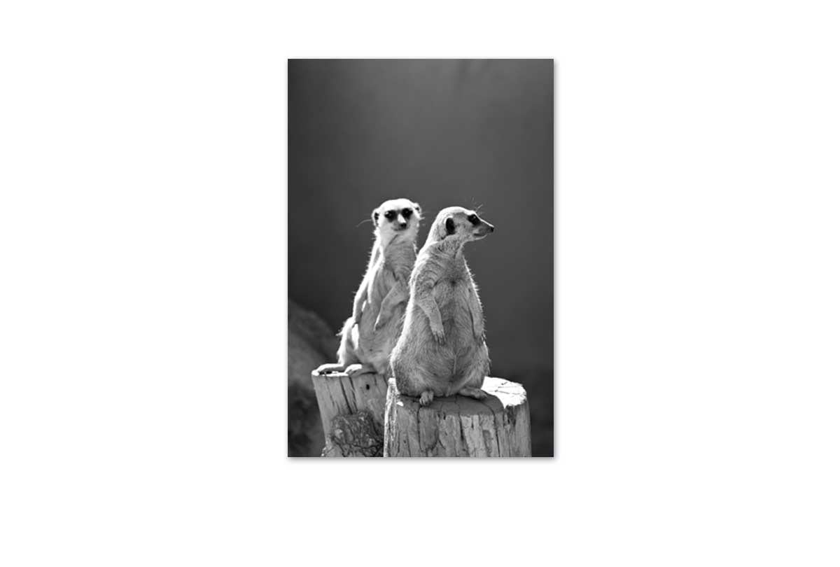Meerkats Black and White | Canvas Wall Art Print - Final Touch Decor