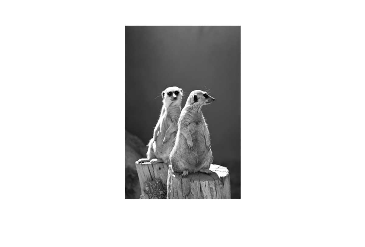 Meerkats Black and White | Canvas Wall Art Print - Final Touch Decor