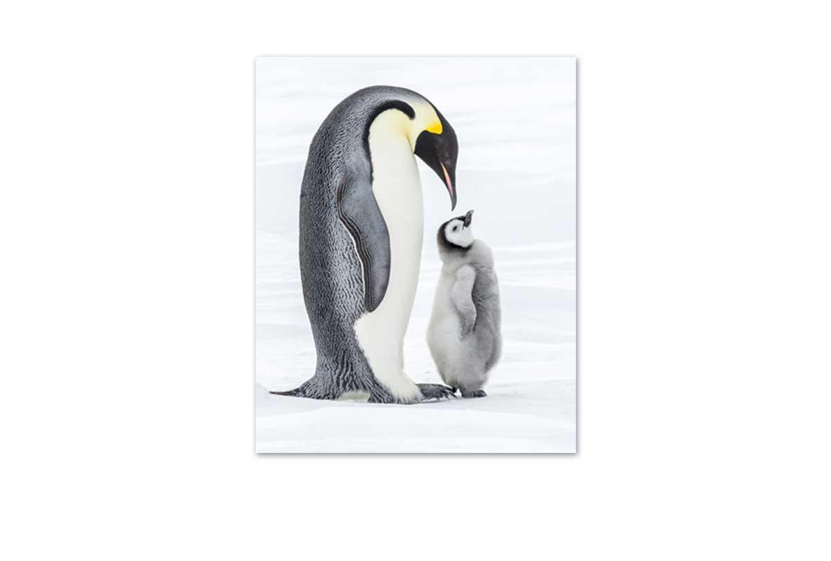 Penguin With Chick Watercolour | Canvas Wall Art Print - Final Touch Decor