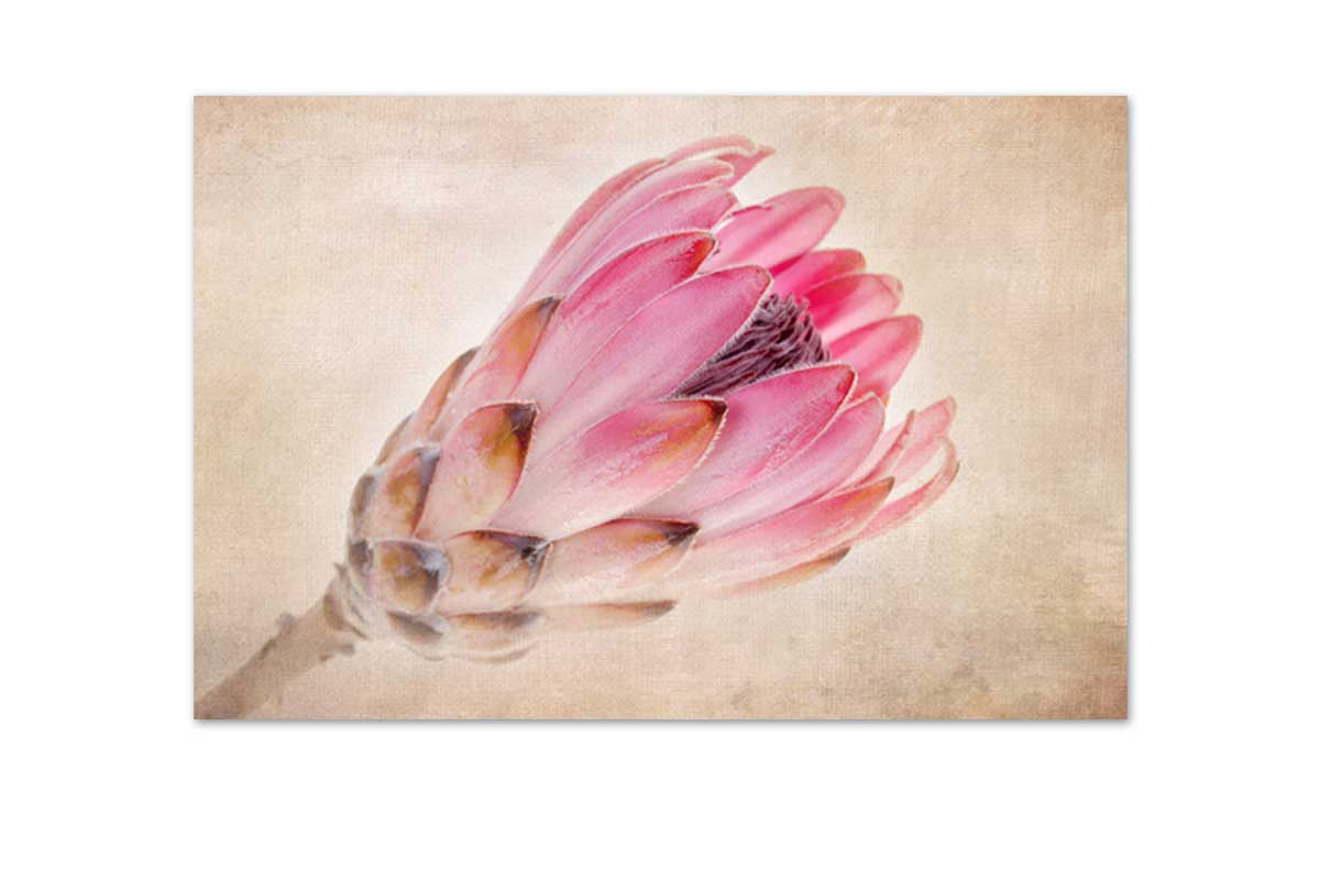 Pink Protea | Wall Art Print - Final Touch Decor