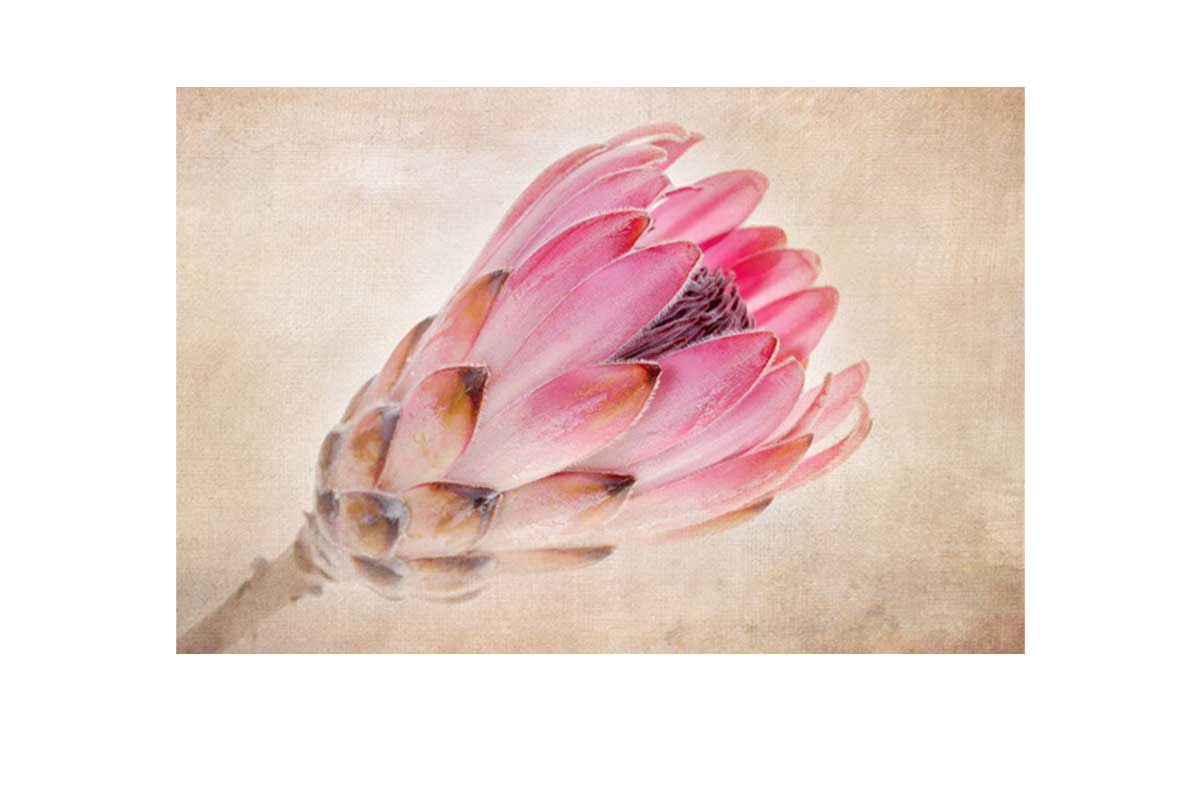 Pink Protea | Wall Art Print - Final Touch Decor