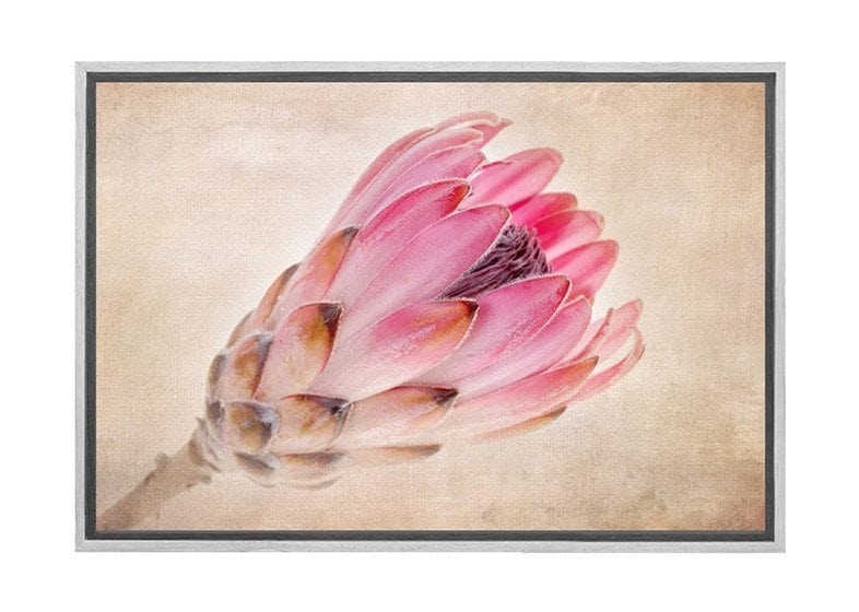 Pink Protea | Wall Art Print - Final Touch Decor