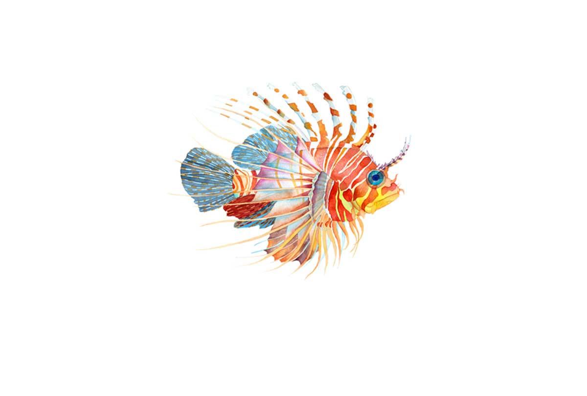 Tiger Fish Watercolour | Wall Art Print - Final Touch Decor