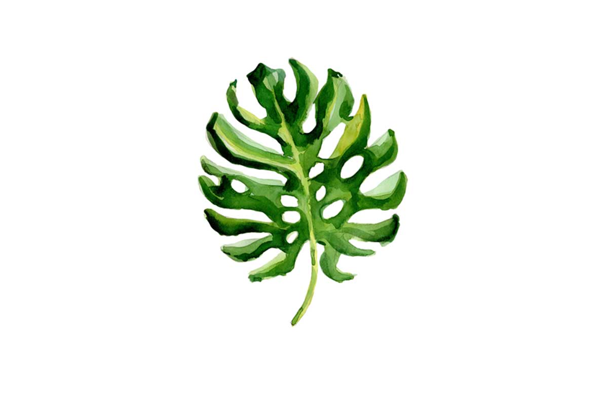 Monstera 2 | Leaf Wall Art Print - Final Touch Decor