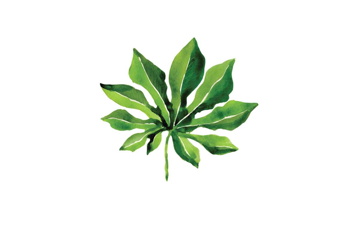 Tropical Leaf 2 | Canvas Wall Art Print - Final Touch Decor