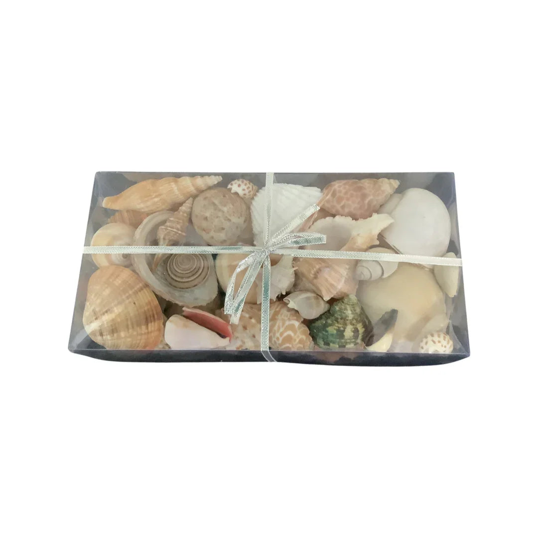 Premium Mixed Sea Shell Pack Cream - Final Touch Decor