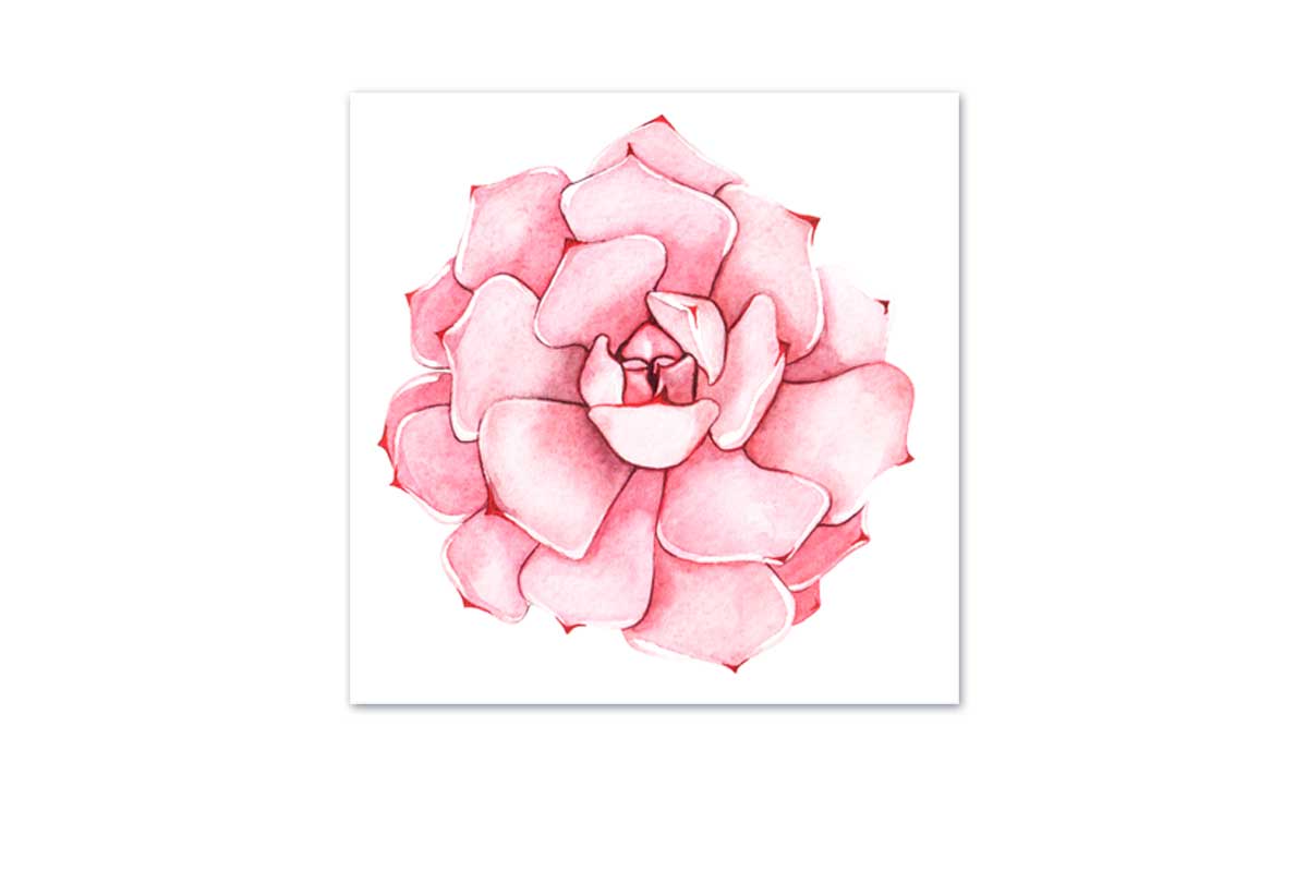 Pink Succulent Watercolour | Canvas Wall Art Print - Final Touch Decor