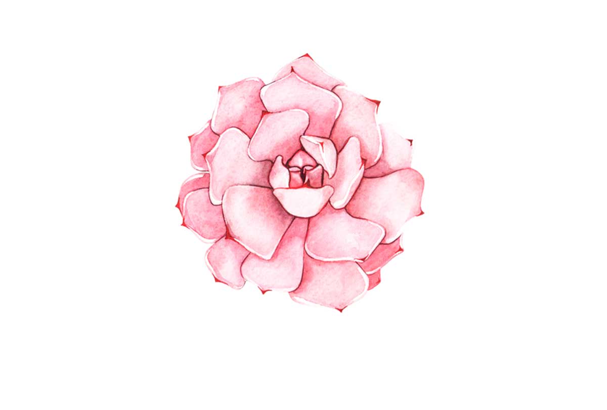 Pink Succulent Watercolour | Canvas Wall Art Print - Final Touch Decor