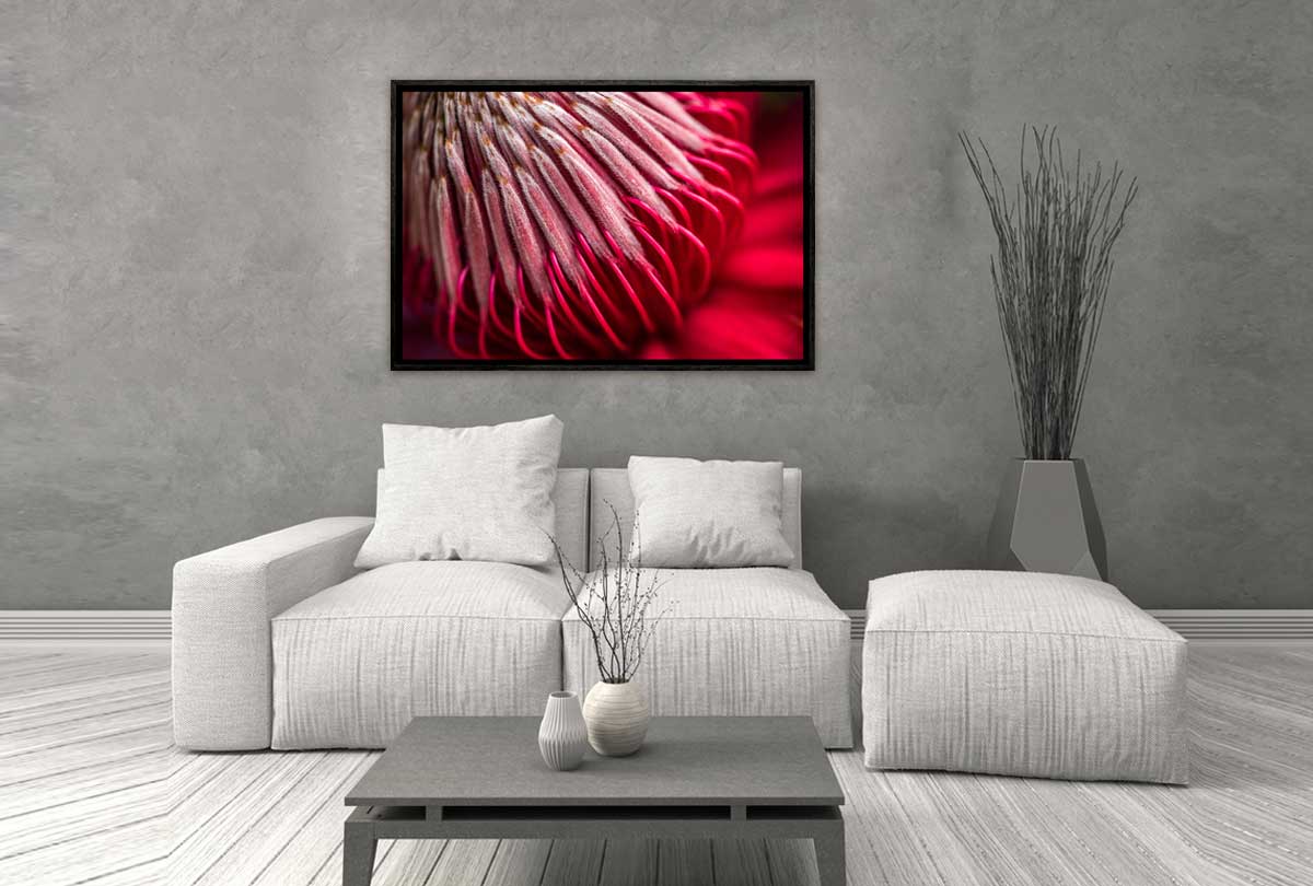 Red Protea Macro | Canvas Wall Art Print - Final Touch Decor