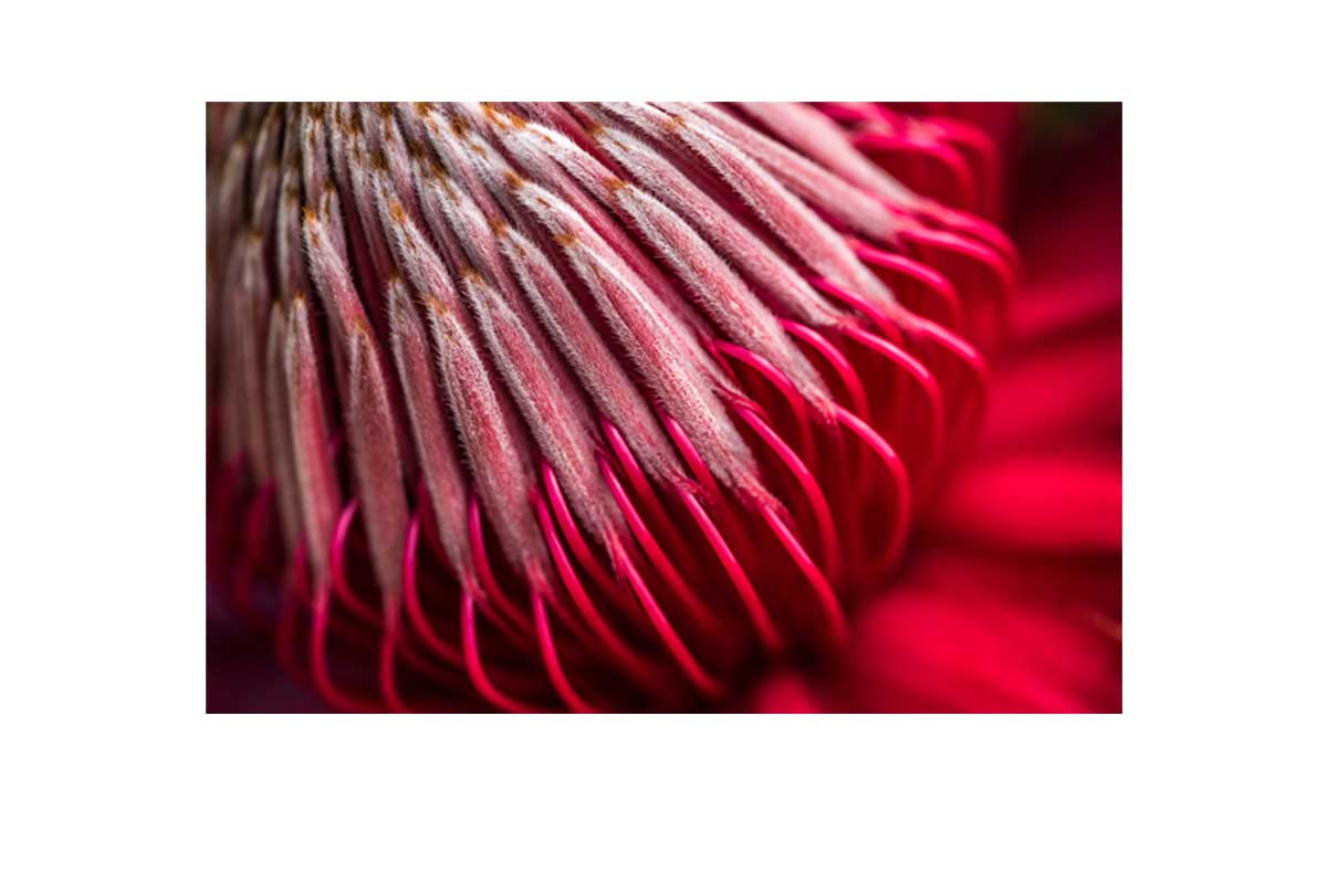 Red Protea Macro | Canvas Wall Art Print - Final Touch Decor