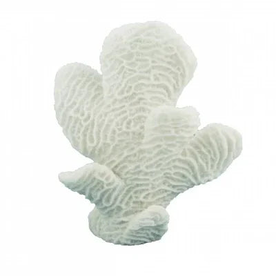 Horn Coral 16cm - Final Touch Decor