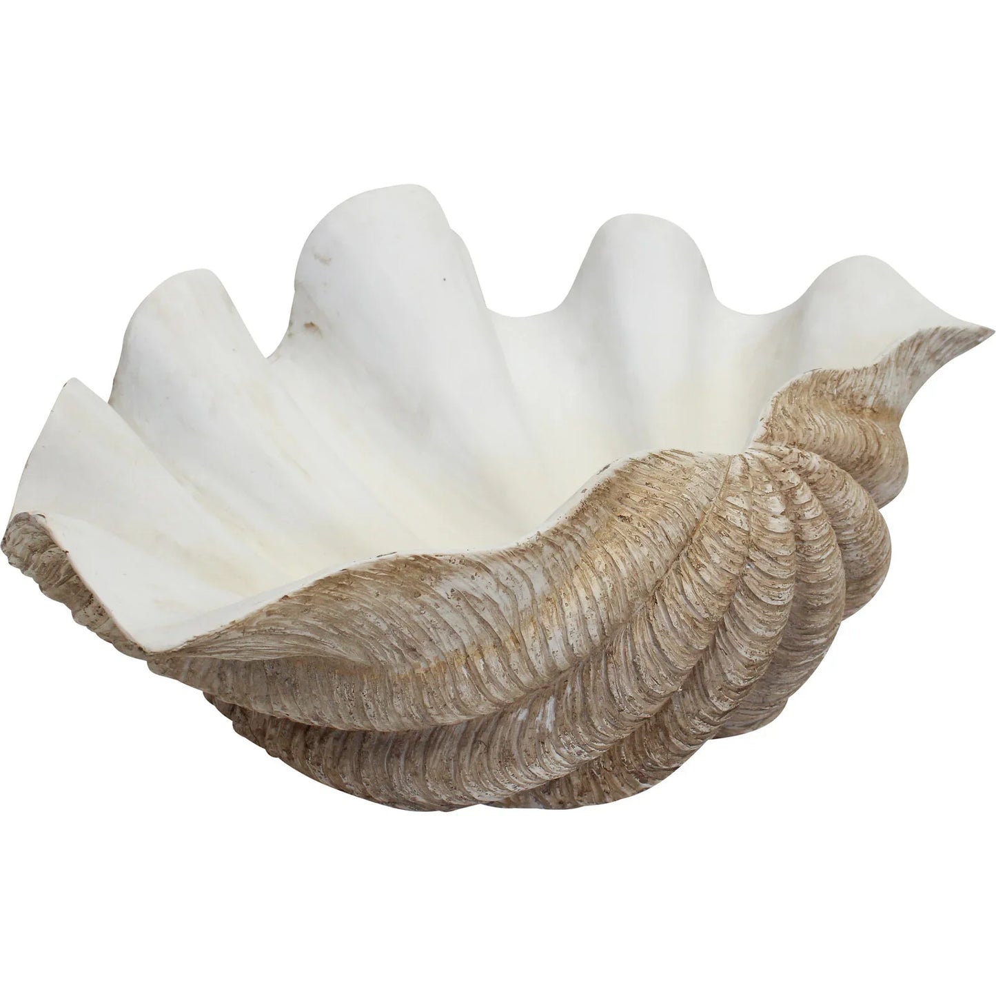 Giant Clam Shell - Final Touch Decor
