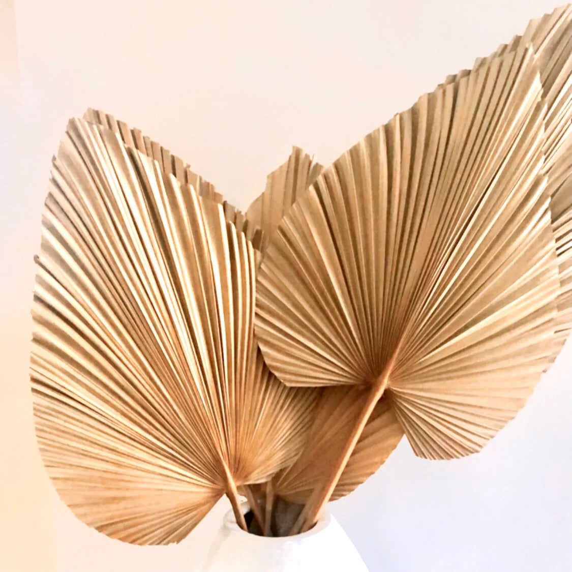 Large Palm Leaf Natural Dried - Final Touch Decor