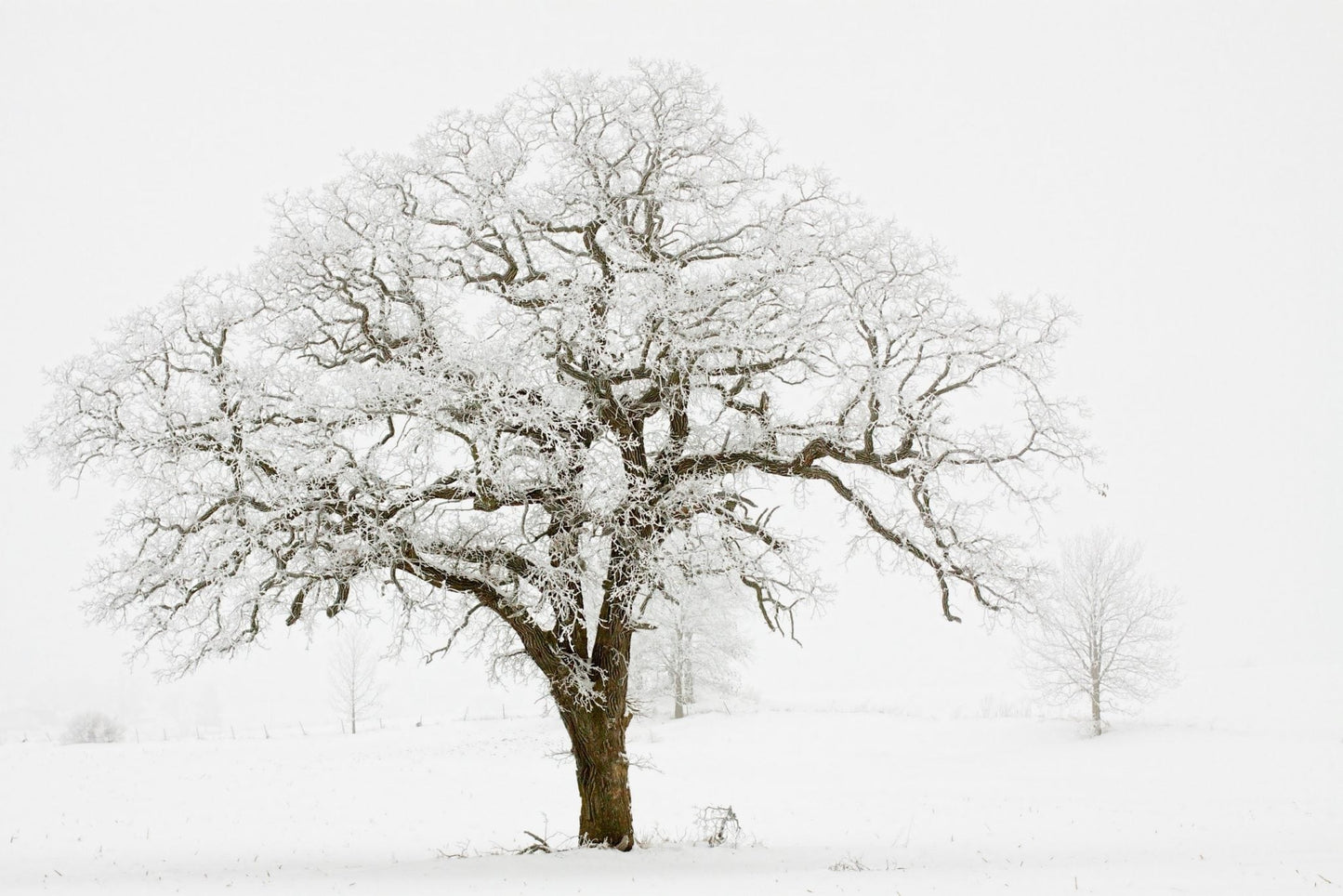 Winter Oak Tree | Canvas Wall Art Print - Final Touch Decor
