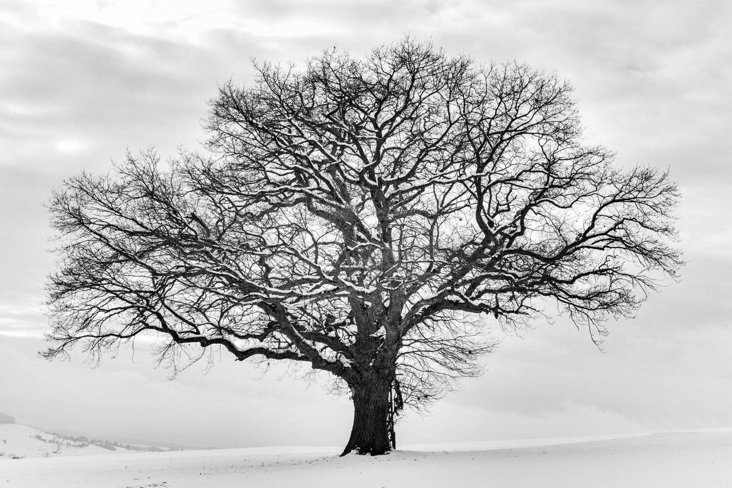 Winter Oak Tree | Canvas Wall Art Print - Final Touch Decor