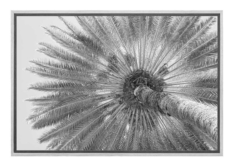B&W Palm from Below | Canvas Wall Art Print - Final Touch Decor