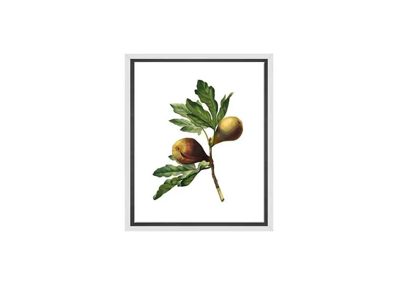 Botanical Illustration Fig | Botanical Wall Art Print - Final Touch Decor