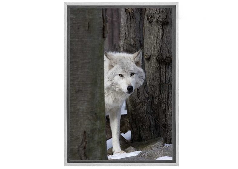 Timber Wolf | Canvas Wall Art Print - Final Touch Decor