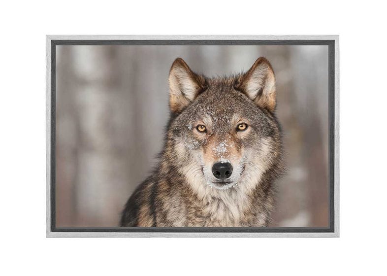 Grey Wolf Portrait | Canvas Wall Art Print - Final Touch Decor