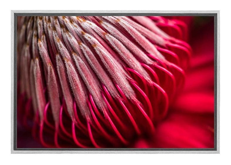 Red Protea Macro | Canvas Wall Art Print - Final Touch Decor