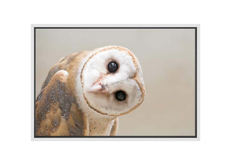 Curios Owl | Canvas Wall Art Print - Final Touch Decor