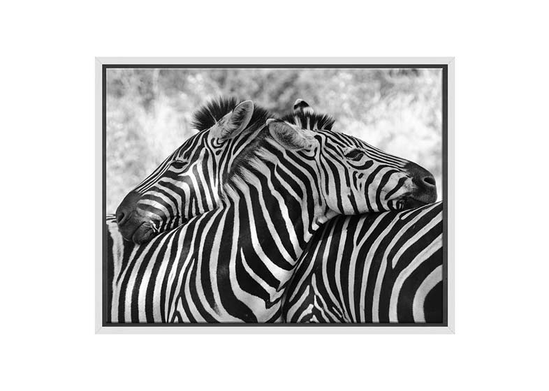 Zebra Love | Canvas Wall Art Print - Final Touch Decor