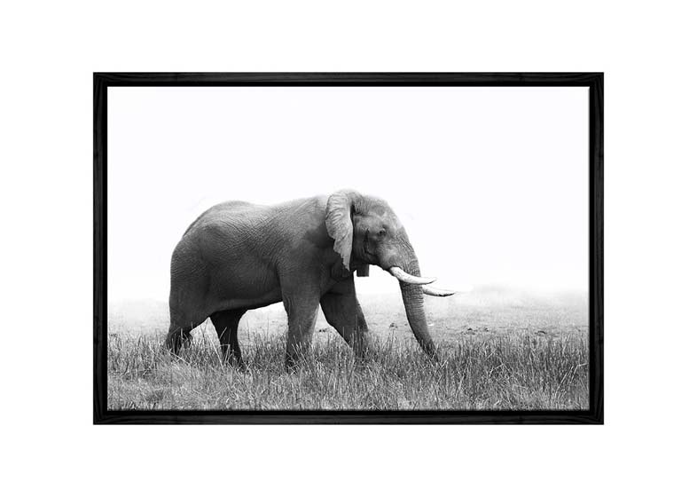 Wondering Elephant | Animal Canvas Wall Art Print - Final Touch Decor