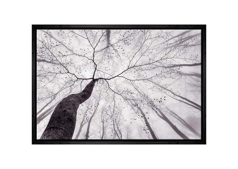 Beach Tree from Below | Canvas Wall Art Print - Final Touch Decor