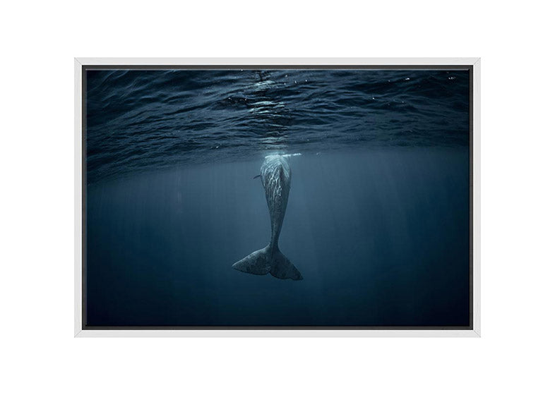 Whale from Below | Wall Art Print - Final Touch Decor