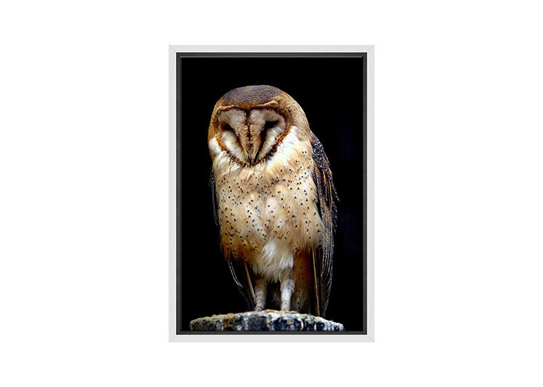 Barn Owl | Canvas Wall Art Print - Final Touch Decor