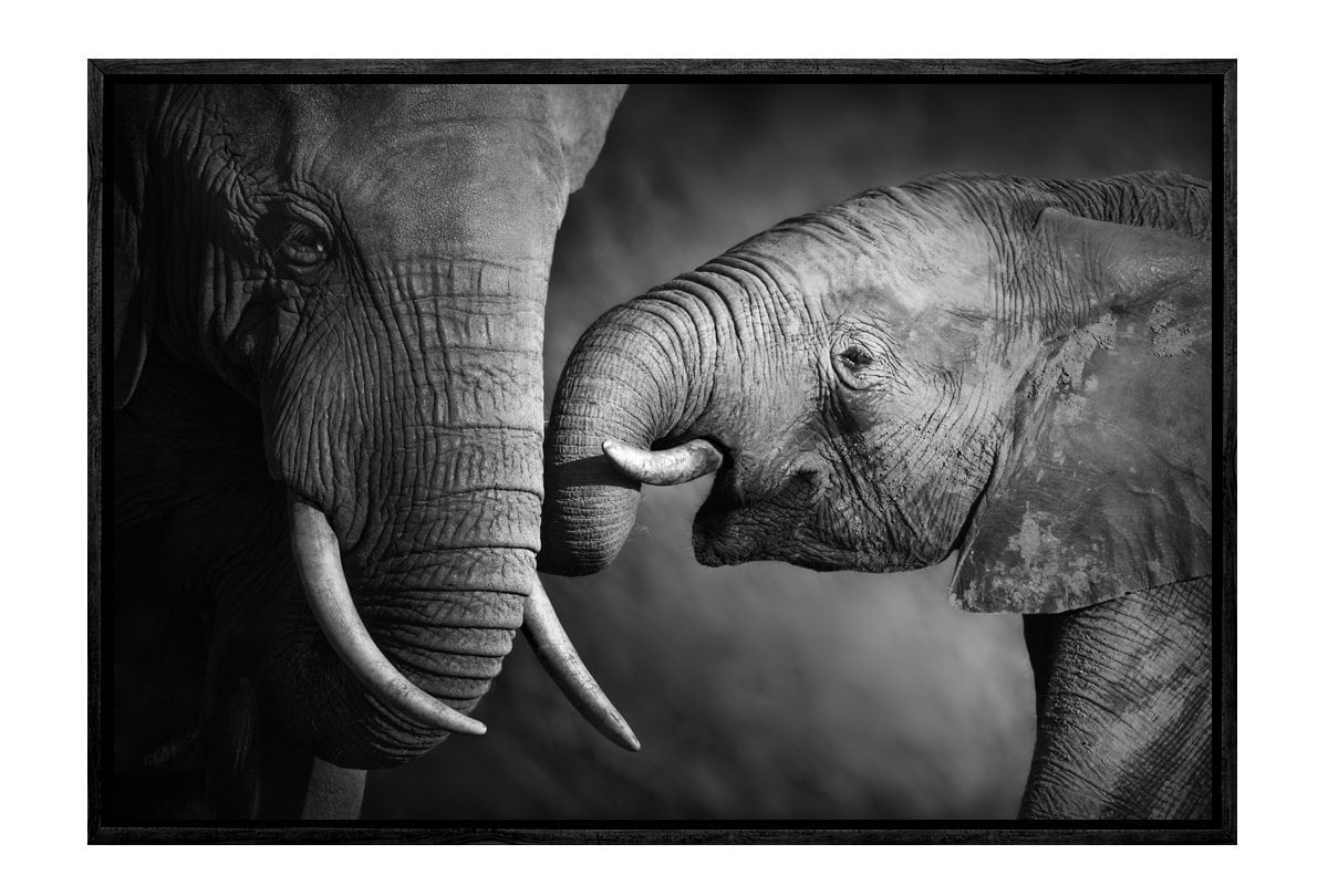 Elephant Touch | Canvas Wall Art Print