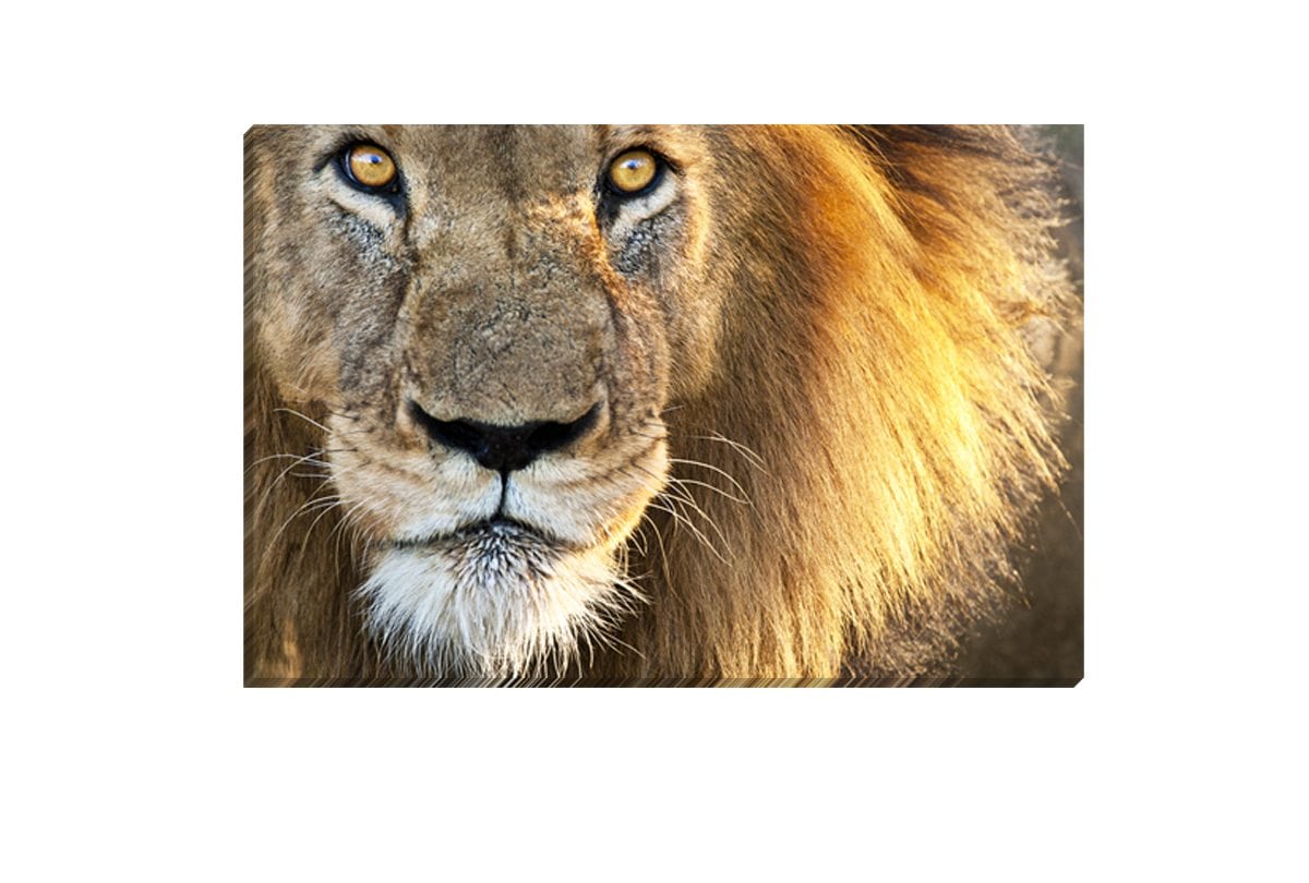 Lion | Canvas Wall Art Print