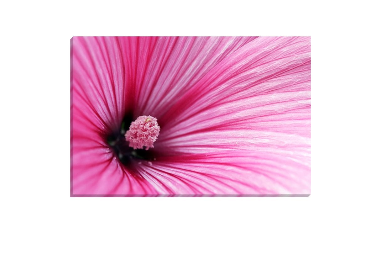 Pink Hibiscus | Flower Wall Art Print