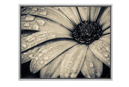 Black and White Daisy | Floral Canvas Wall Art Print