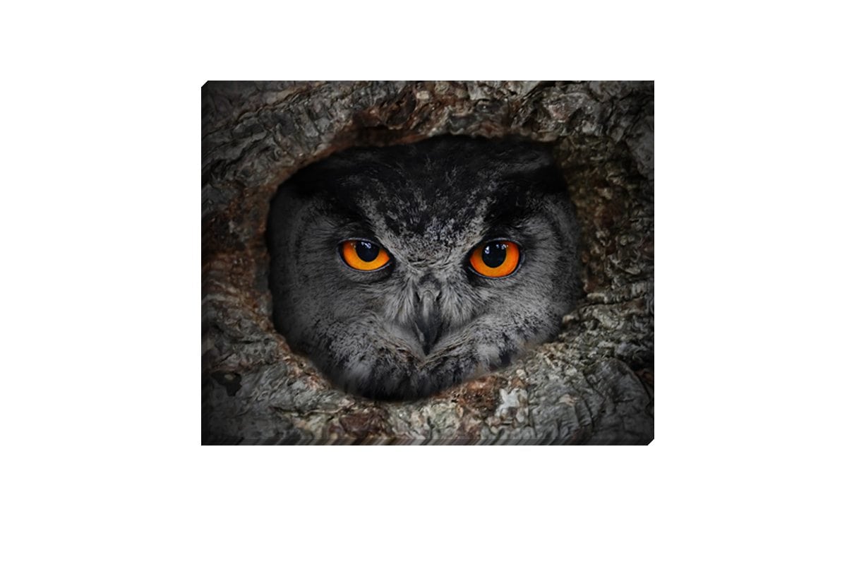 Peeking Owl | Canvas Art Print