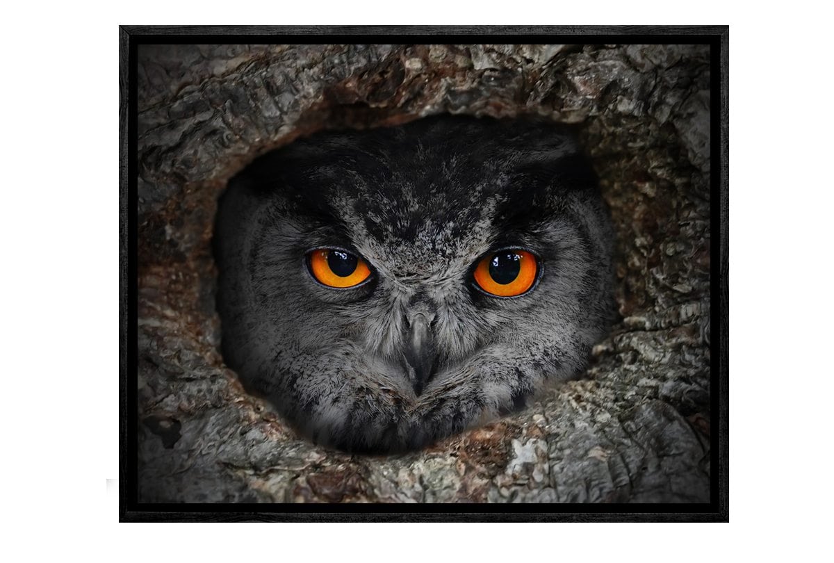 Peeking Owl | Canvas Art Print