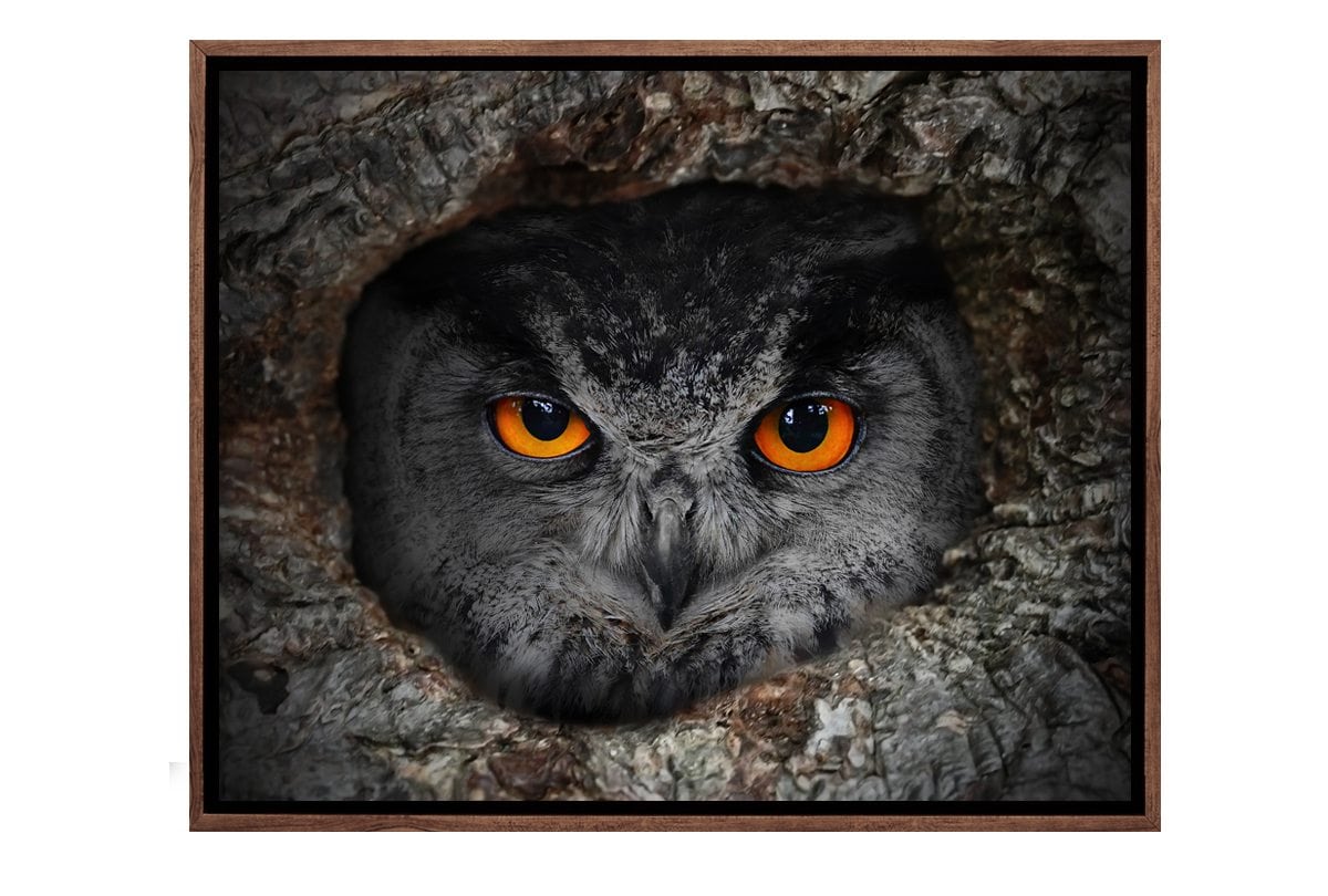 Peeking Owl | Canvas Art Print