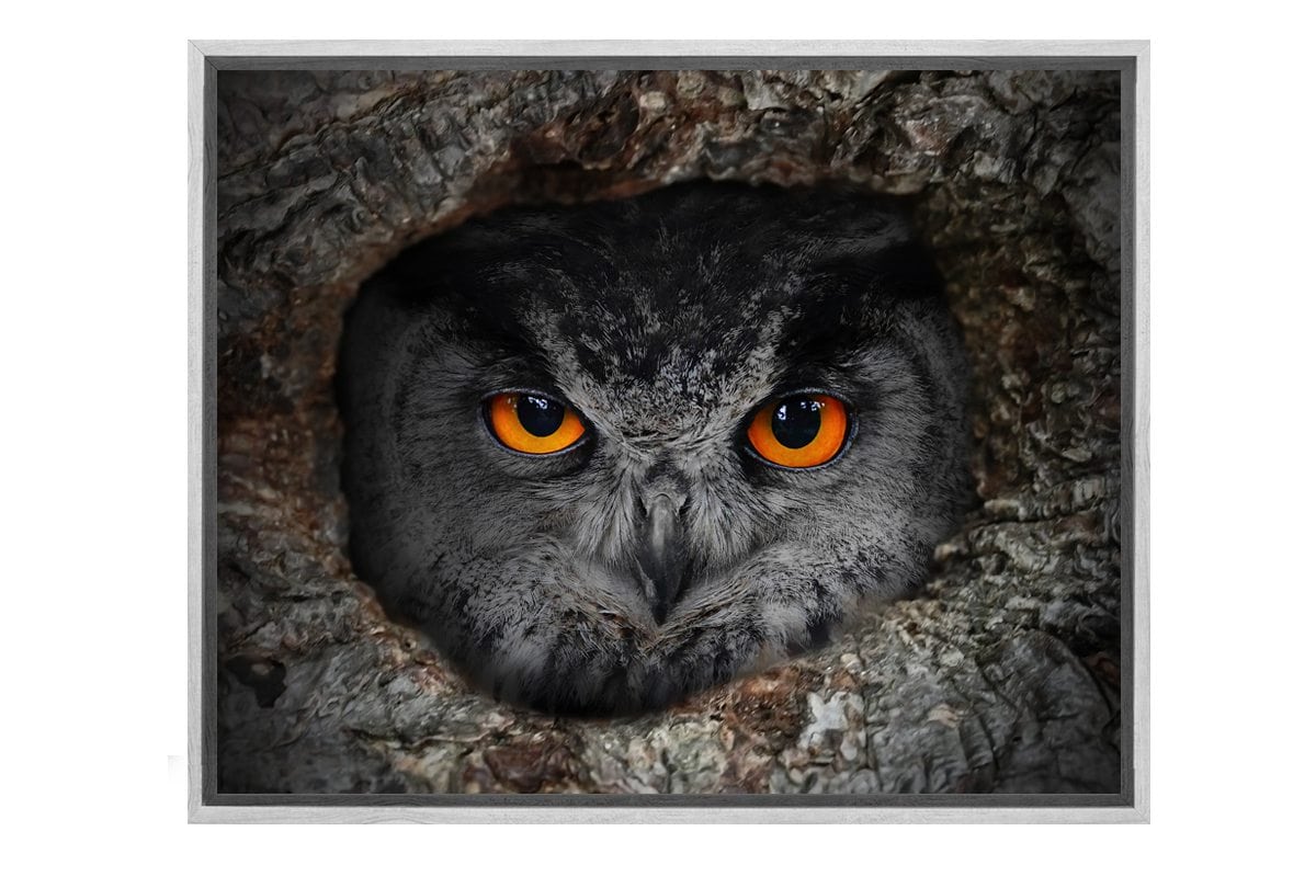 Peeking Owl | Canvas Art Print