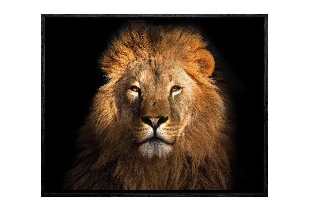 Lion 2 | Animal Canvas Wall Art Print