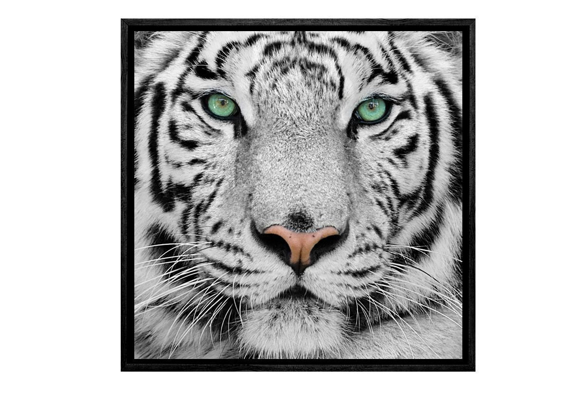 White Tiger | Canvas Art Print