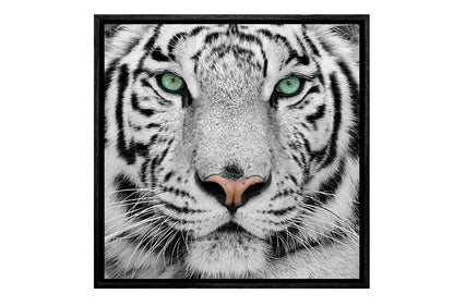 White Tiger | Canvas Art Print