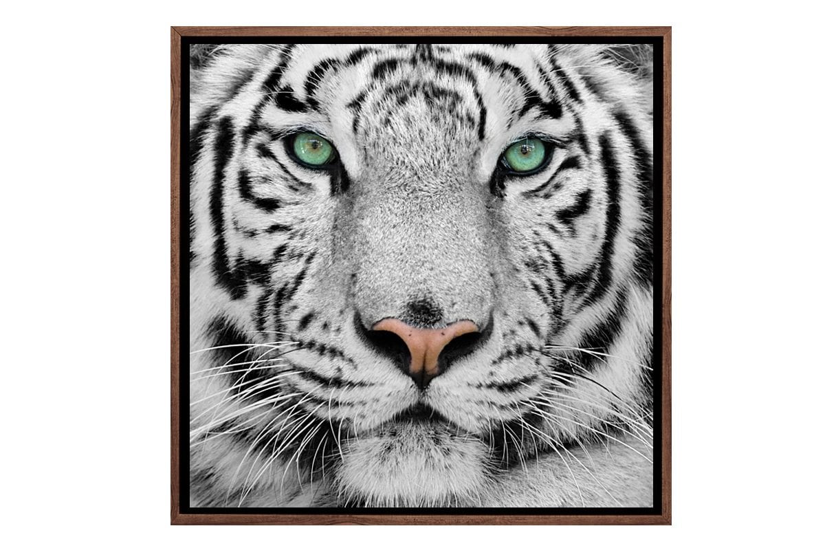 White Tiger | Canvas Art Print