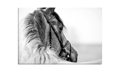 Horse | Canvas Wall Art Decor