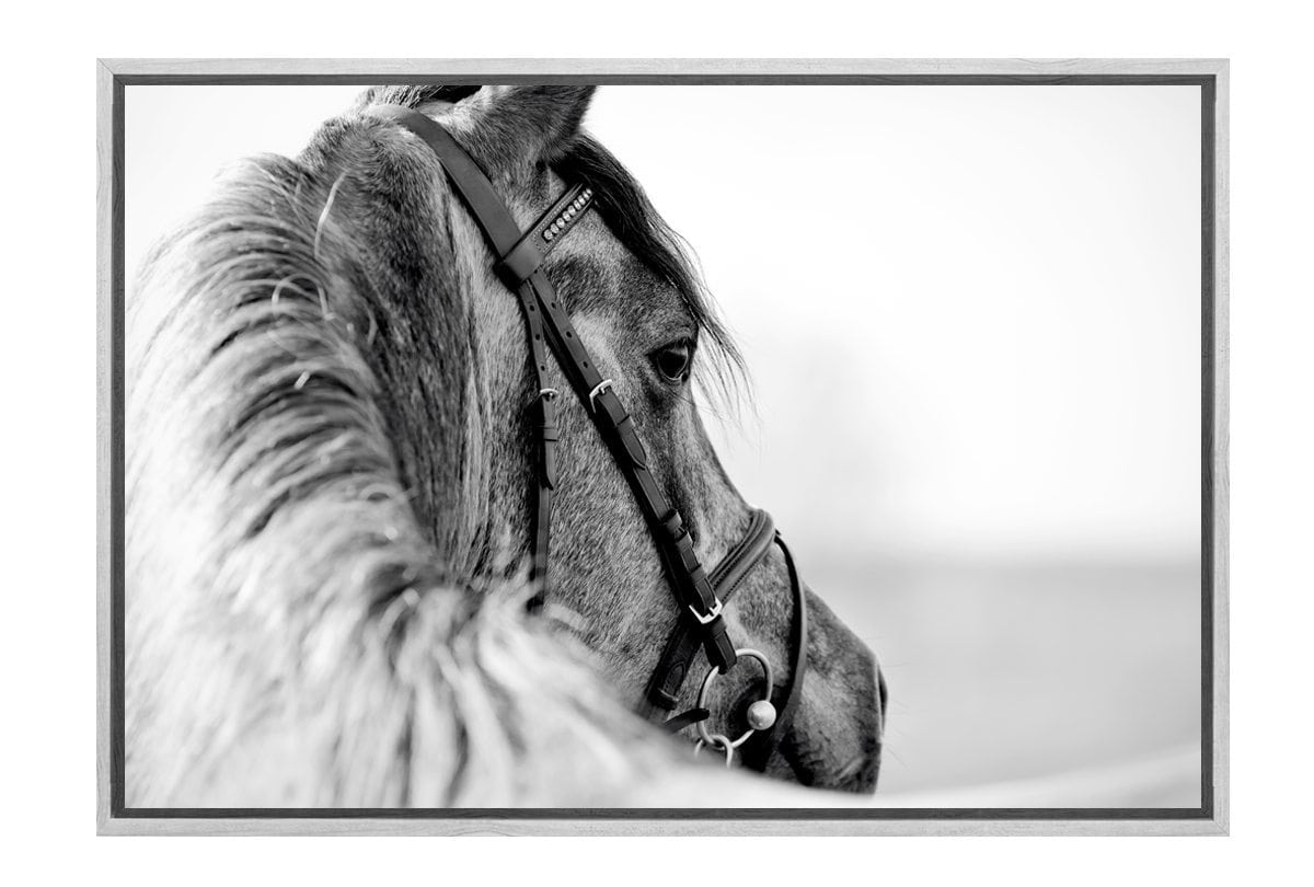 Horse | Canvas Wall Art Decor