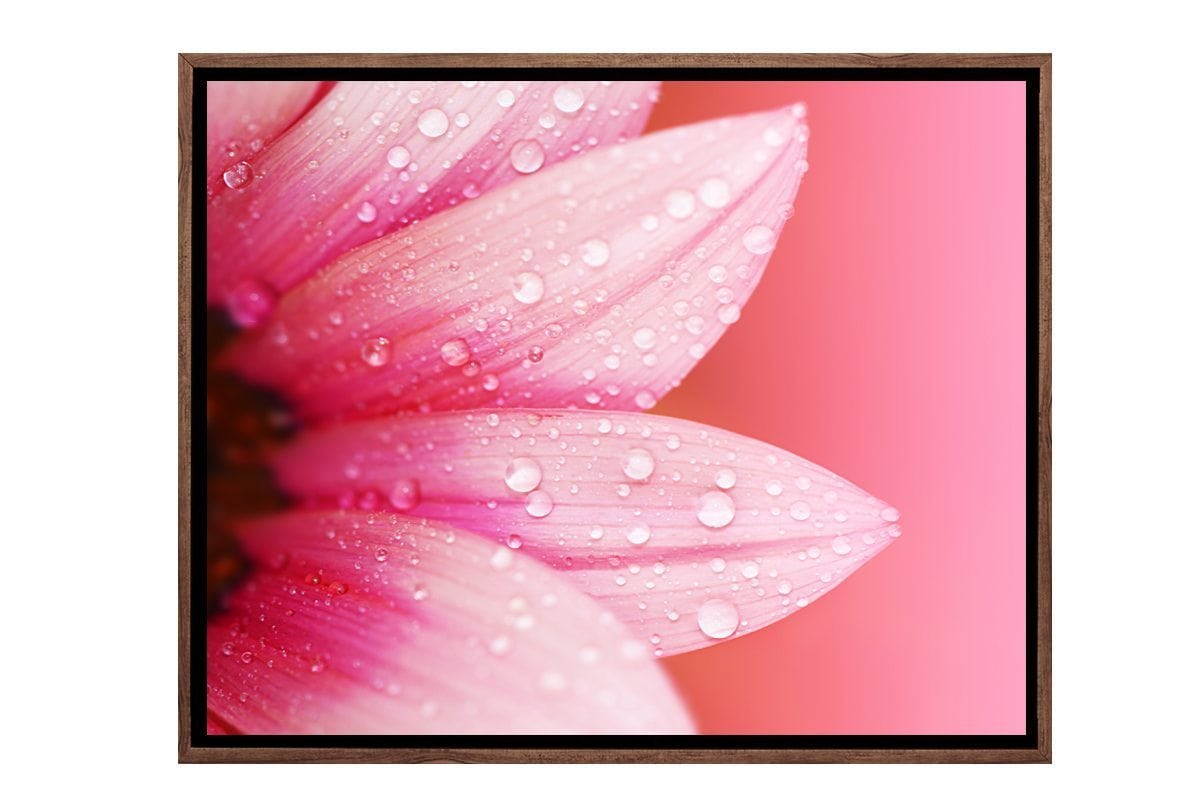 Daisy Pink | Canvas Art Print