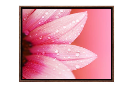Daisy Pink | Canvas Art Print