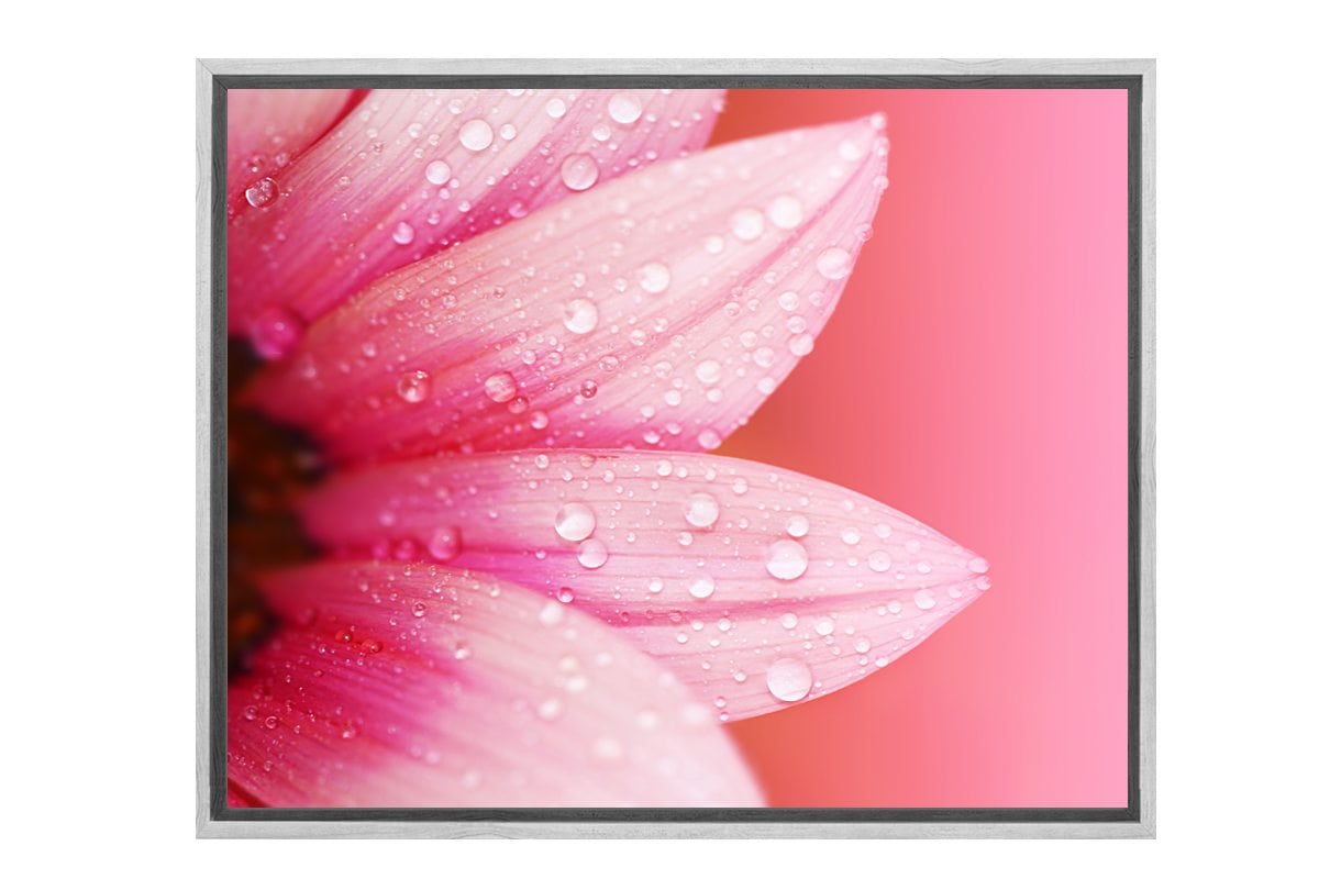 Daisy Pink | Canvas Art Print