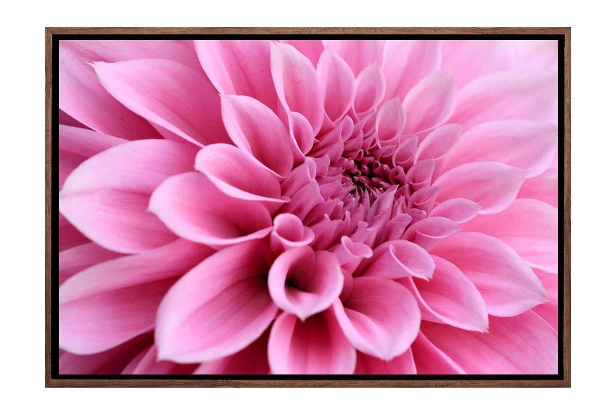 Pink Bloom 3 |.Flower Canvas Art Decor