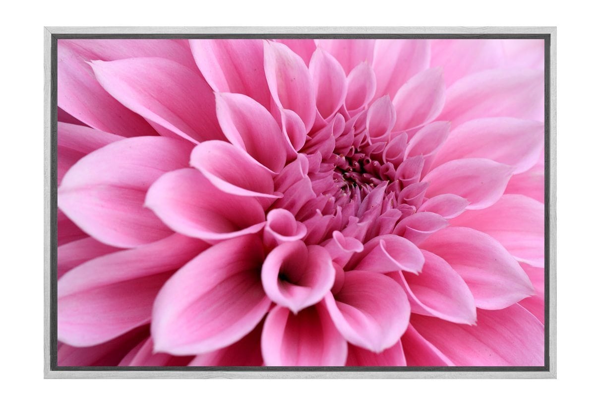 Pink Bloom 3 |.Flower Canvas Art Decor